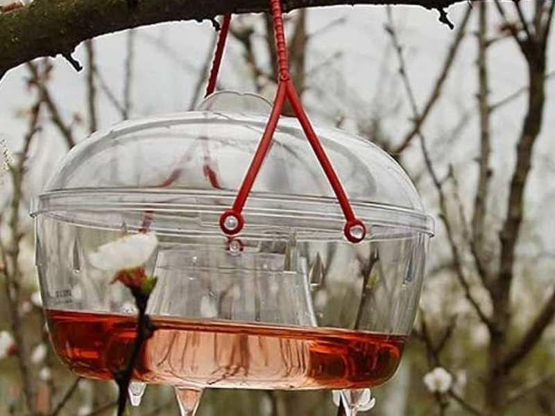 Wespenfalle um Wespen zu fangen