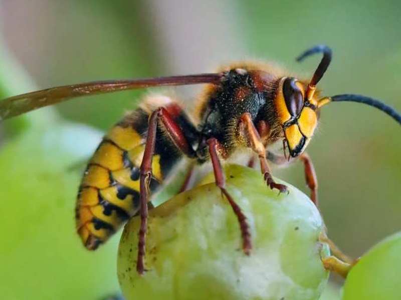 Wespenfalle in Online Shop